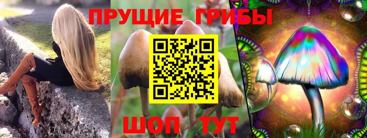 Галлюциногенные грибы Psilocybe Артём